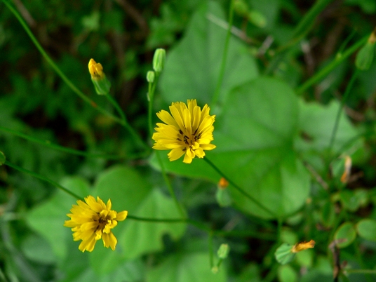 {Crepis pulchra}